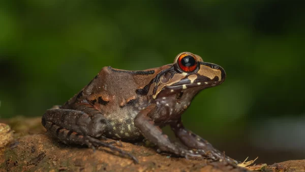 Leptodactylus rhodomerus copia