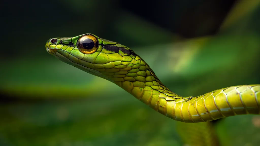 Cope's Vine Snake - Oxybelis brevirostris