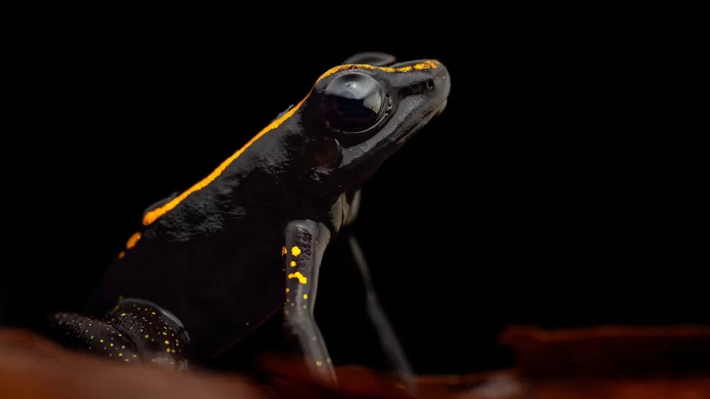 Colombia most poisonous frog in the world, you will find it in our photographic tours. wildlife photography tours