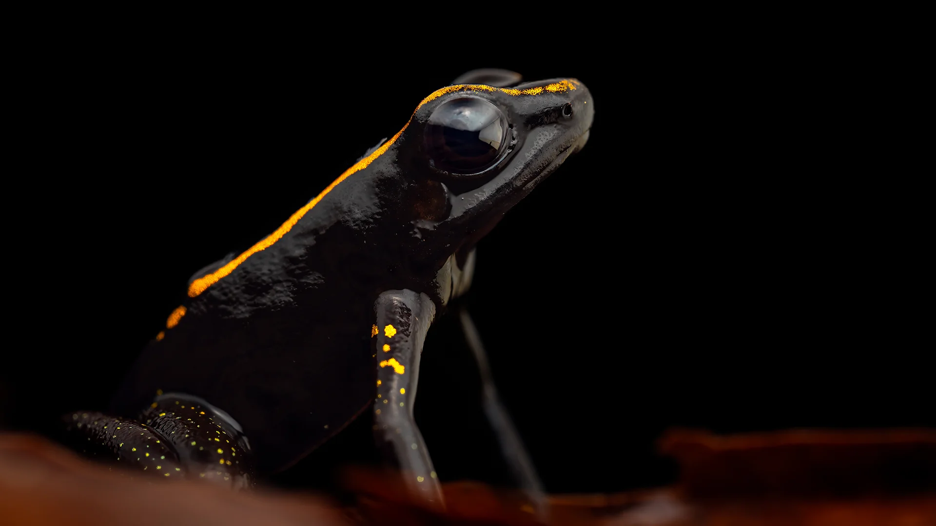 Colombia most poisonous frog in the world, you will find it in our photographic tours. wildlife photography tours