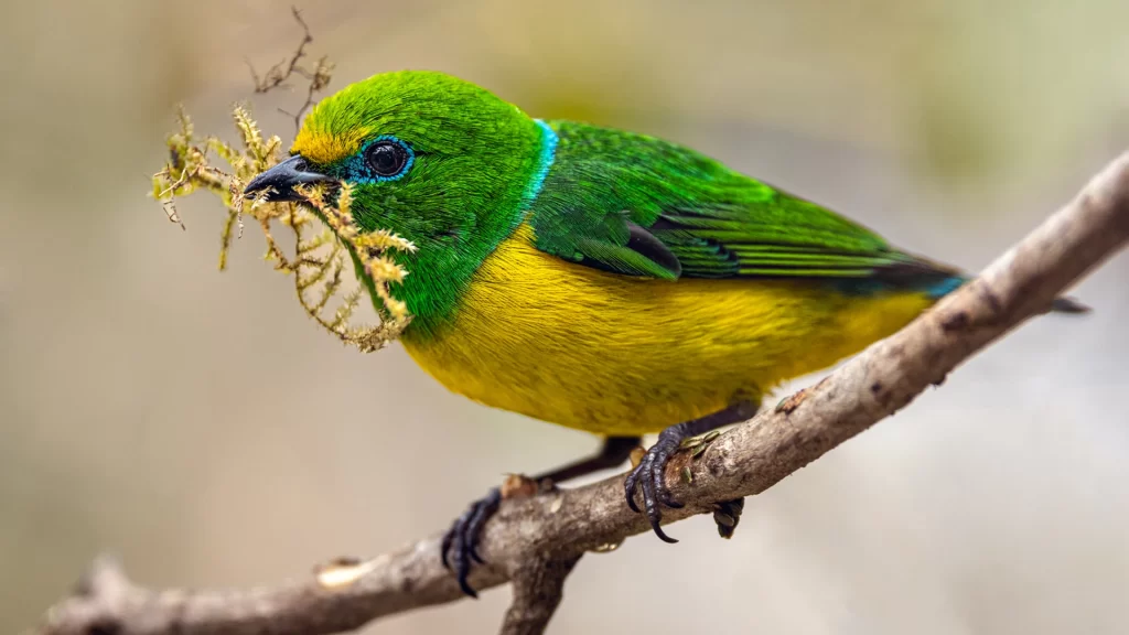 Blue-naped Chlorophonia - Chlorophonia cyanea