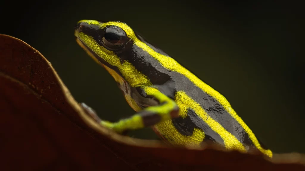 Yellowbelly Poison Frog - Andinobates fulguritus