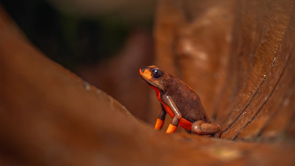 Harlequin Poison Frog - Oophaga histrionica