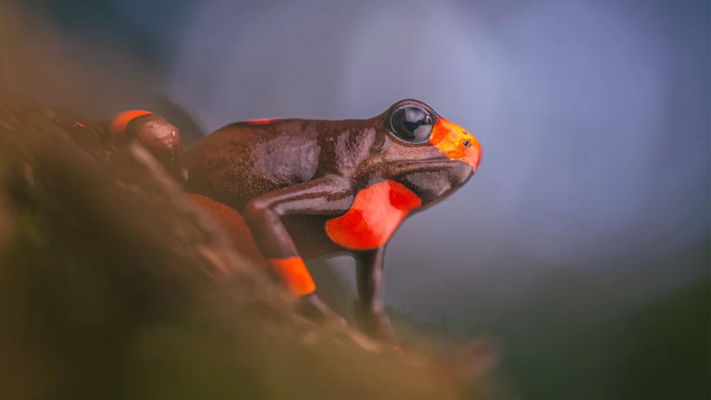 Harlequin Poison Frog - Oophaga histrionica