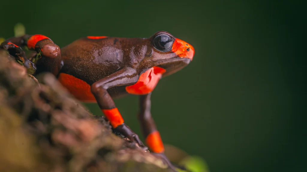 Harlequin Poison Frog - Oophaga histrionica