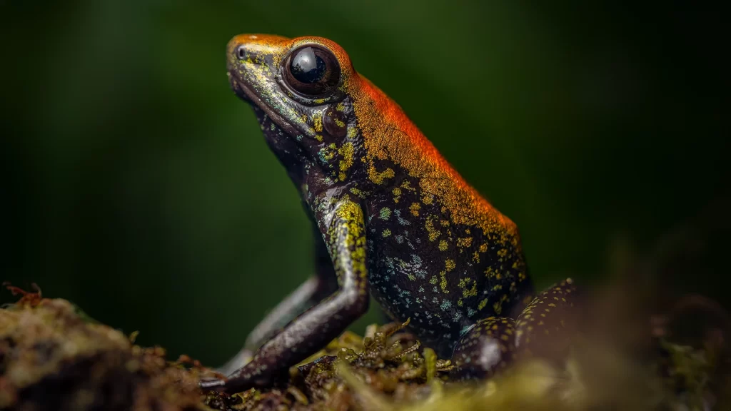 Black-legged Poison Dart Frog - Phyllobates bicolor
