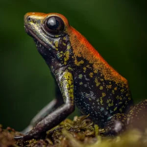 This is a photo of the Phyllobates bicolor captured in one of our photographic tours in Colombia.