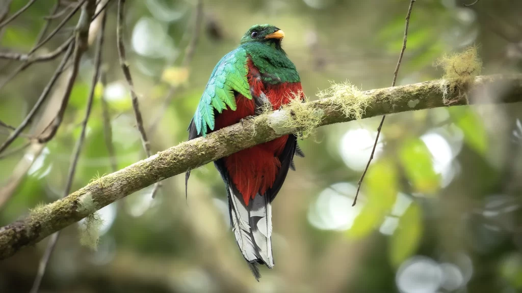 White-tipped Quetzal - Pharomachrus fulgidus