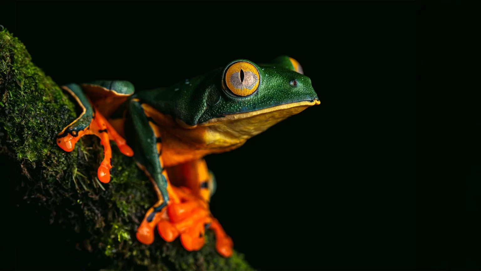 Splendid Tree Frog - Cruziohyla calcarifer
