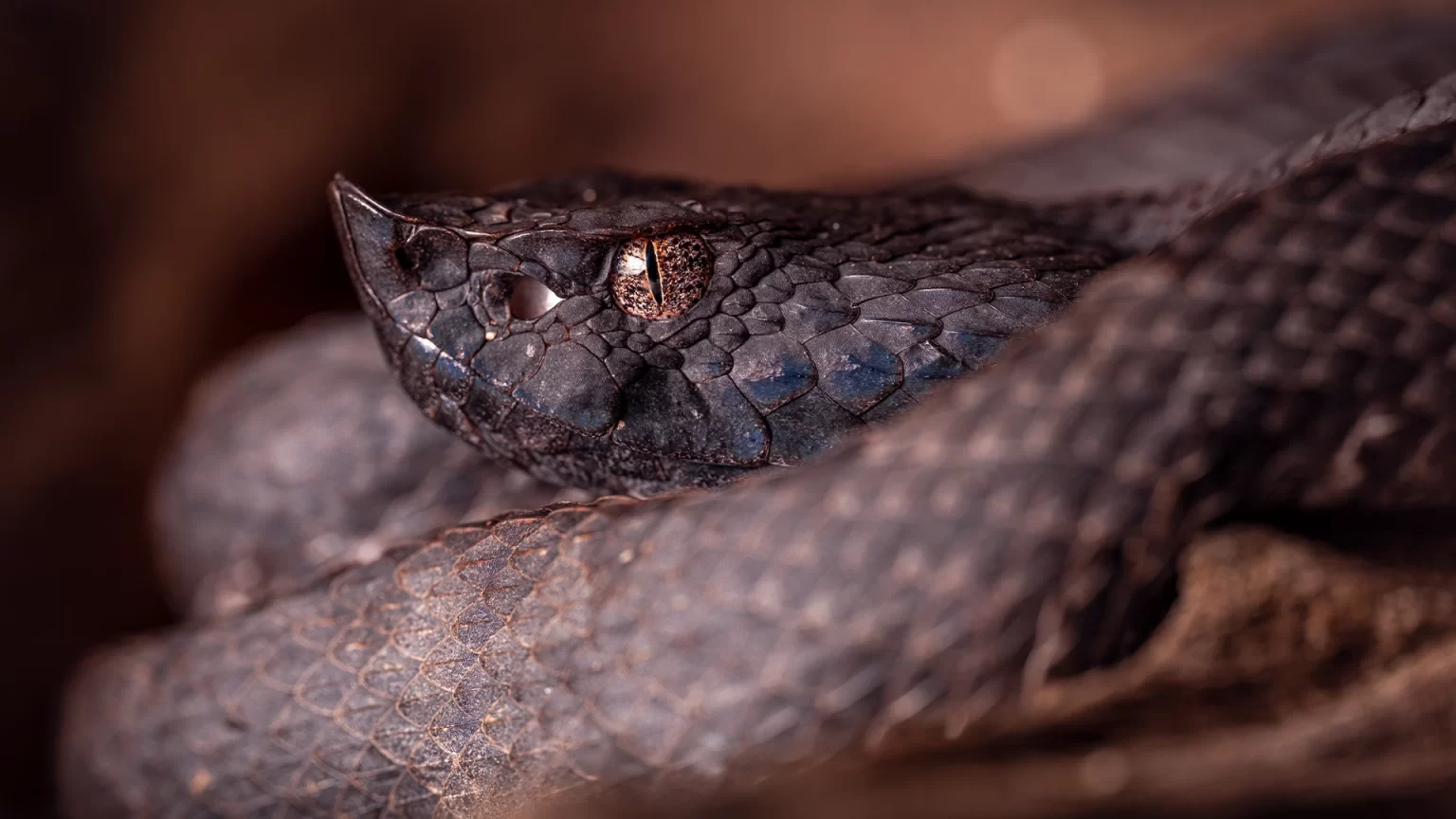 Lansberg's Hognosed Pit Viper - Porthidium lansbergii