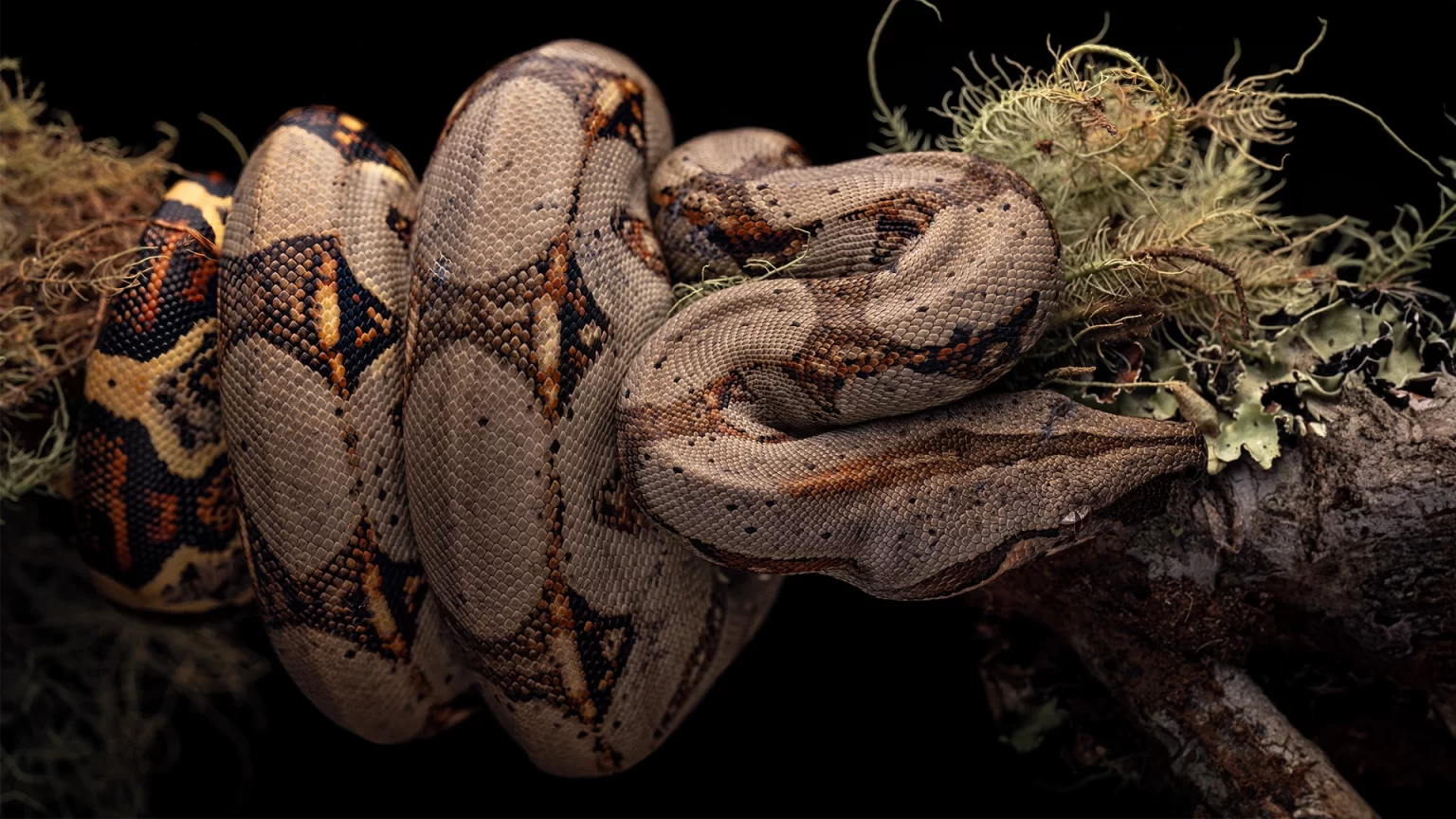 Hog-Islands Boa - Boa imperator