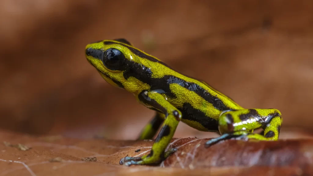 Yellowbelly Poison Frog - Andinobates fulguritus