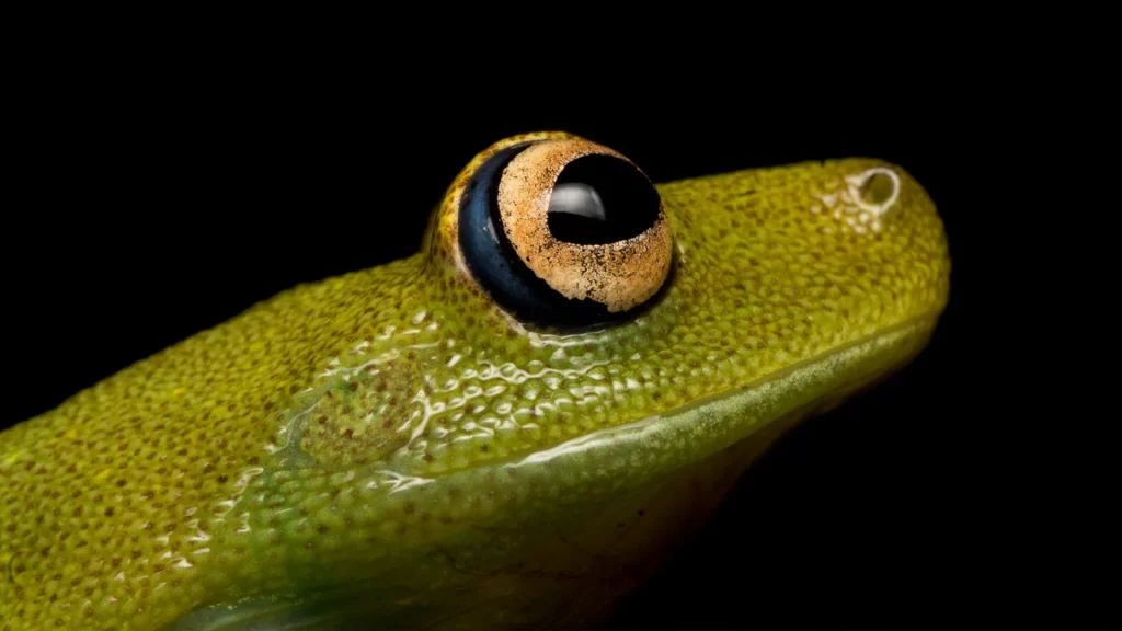 Demerara Falls Treefrog - Boana cinerascens