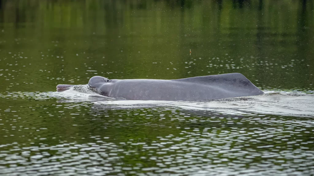 Photo_ Dalfin_Rosado