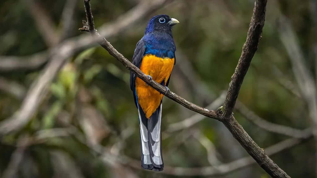 Green-backed Trogon - Trogon viridis