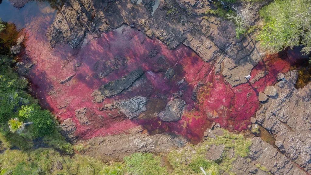 Caño_cristales_guaviare