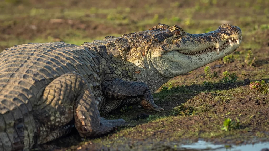 Spectacled Caiman - Caiman crocodilus