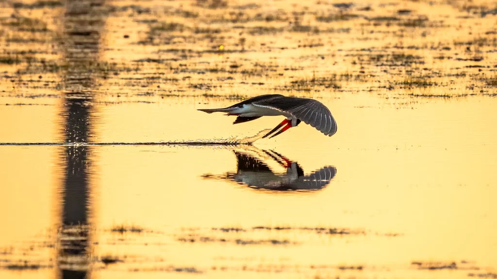 Black Skimmer - Rynchops niger