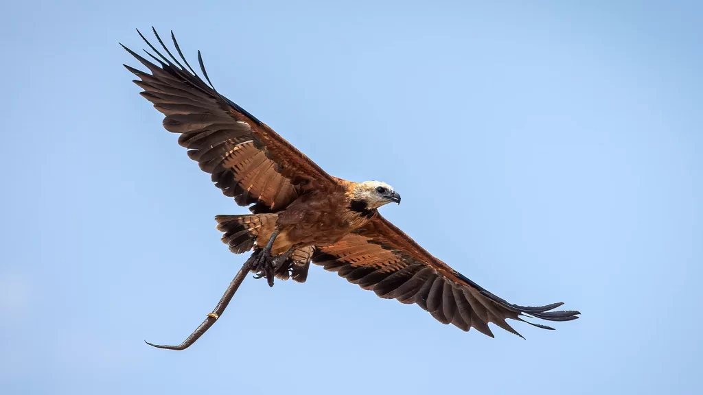 Black-collared Hawk - Busarellus nigricollis