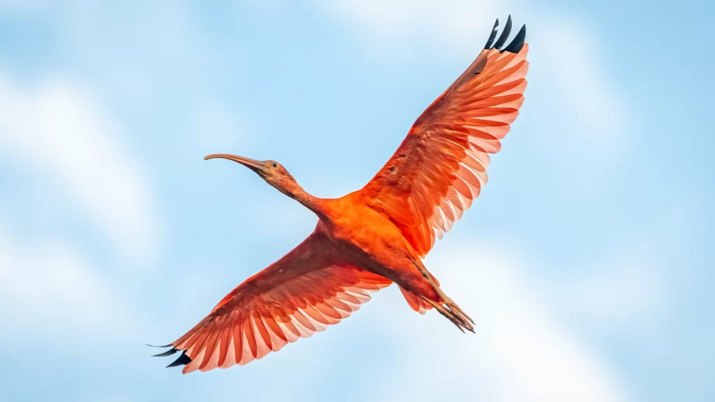 Scarlet Ibis - Eudocimus ruber