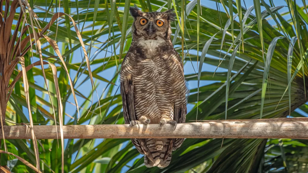 Great Horned Owl - Bubo virginianus