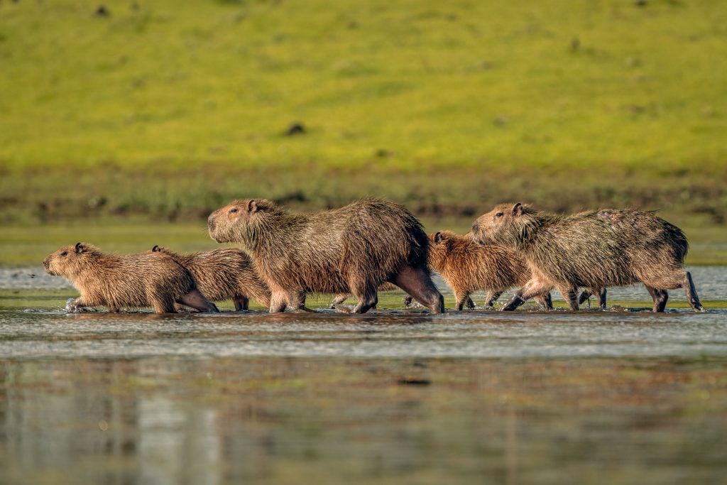 This is a wildlife photo tour through Casanare, a paradise for birds and biodiversity. Where you will meet species such as the Capybara.