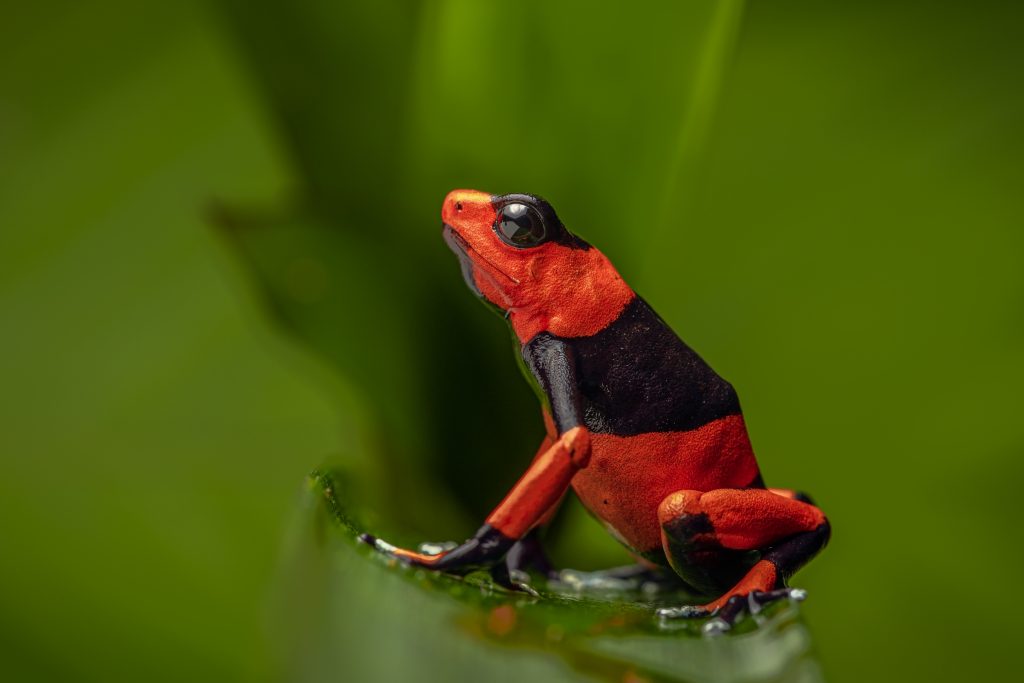 poison frogs in america