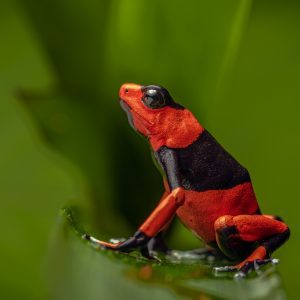 poison frogs in america