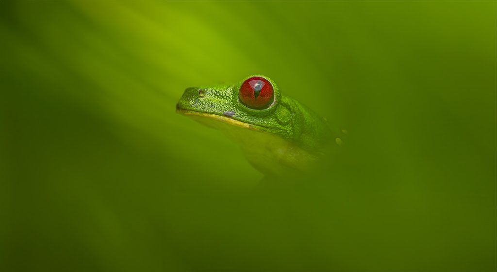 Gliding Treefrog - Agalychnis spurrelli