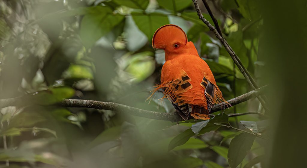 Birding photography, the Andean Cock-of-the-rock