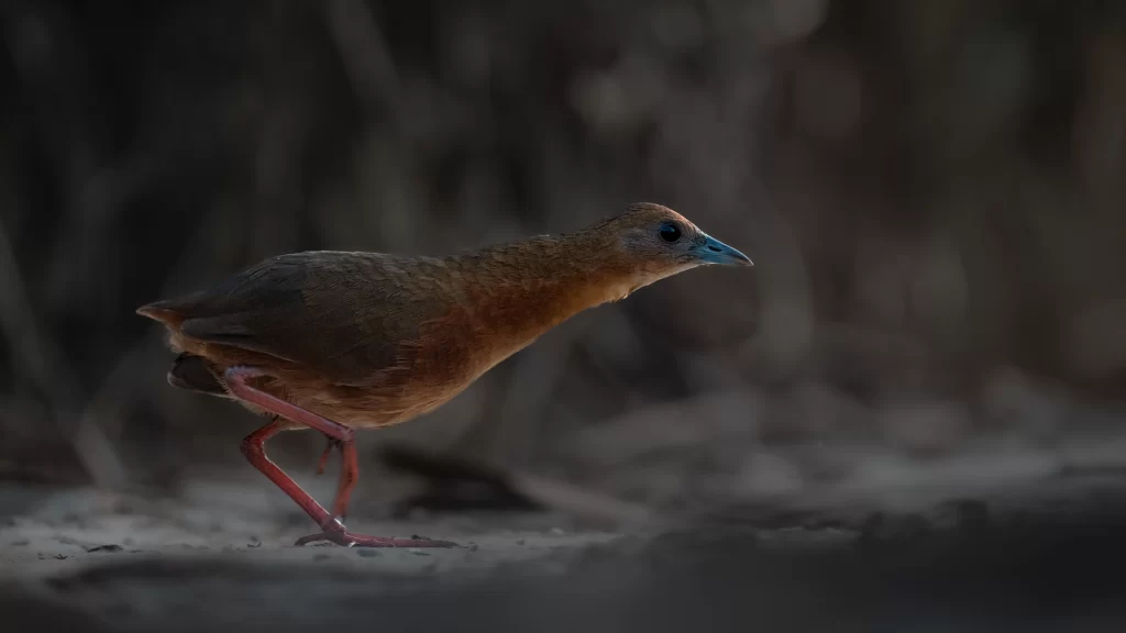 Russet-crowned Crake / Rufirallus viridis