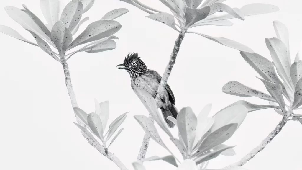 Barred Antshrike / Thamnophilus doliatus