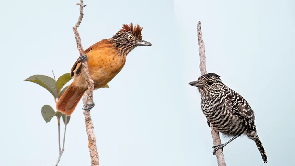 Barred Antshrike / Thamnophilus doliatus