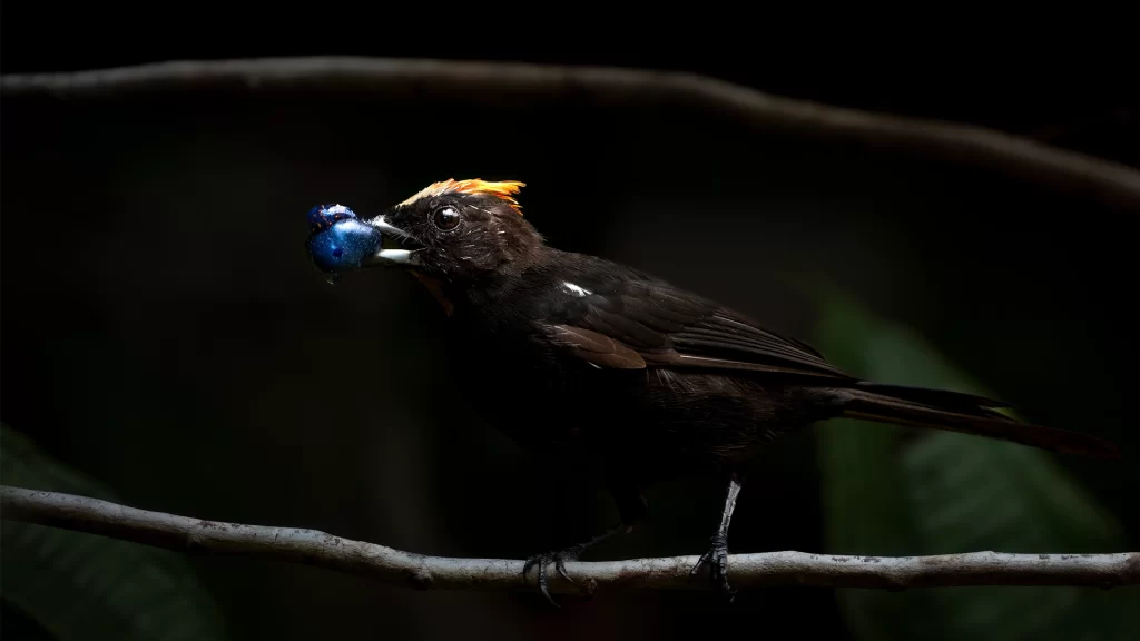Flame-crested Tanager / Loriotus cristatus