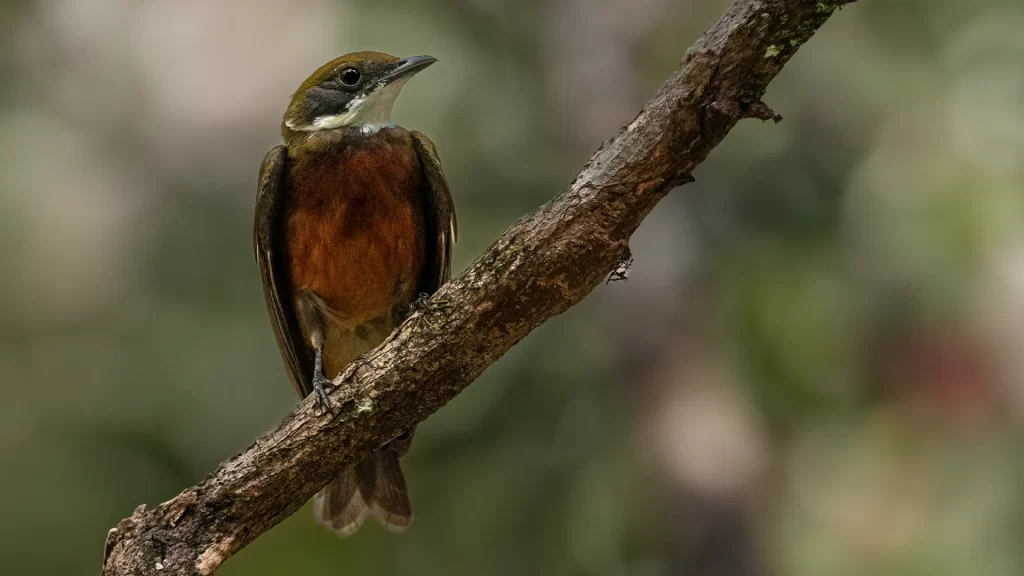 Yellow-crowned Manakin / Heterocercus flavivertex