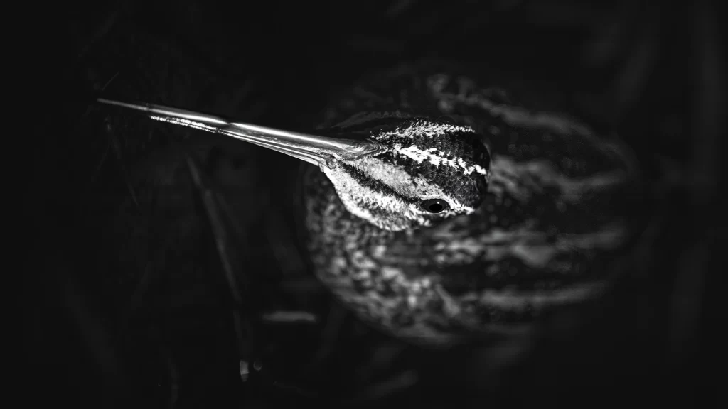 Giant Snipe / Gallinago undulata