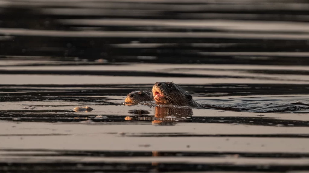 Giant otter / Pteronura brasiliensis