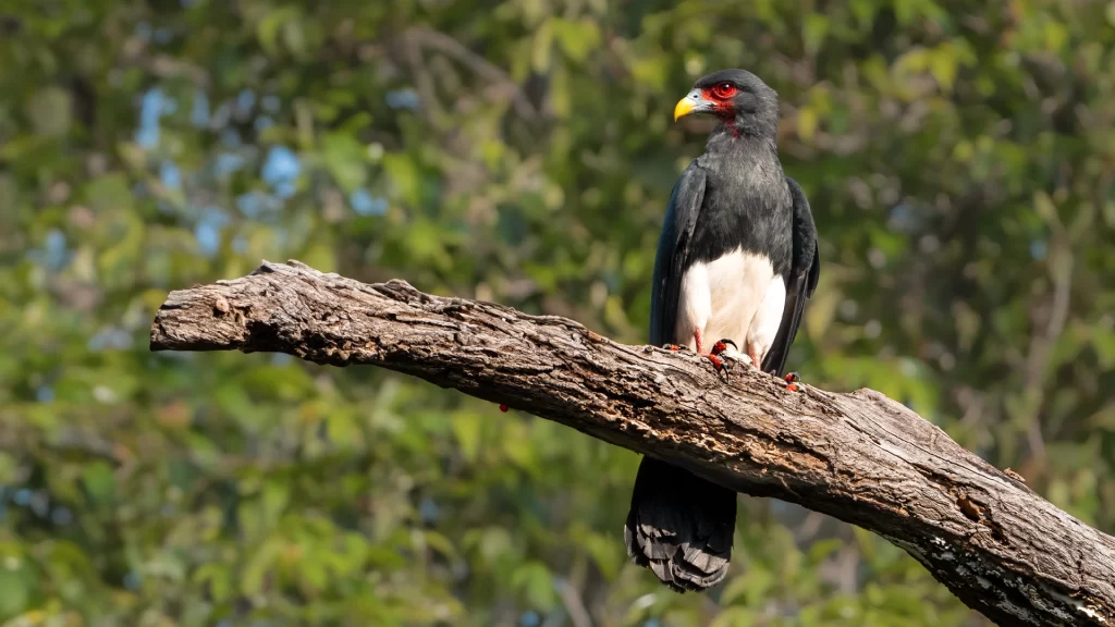 Red-throated Caracara / Ibycter americanus