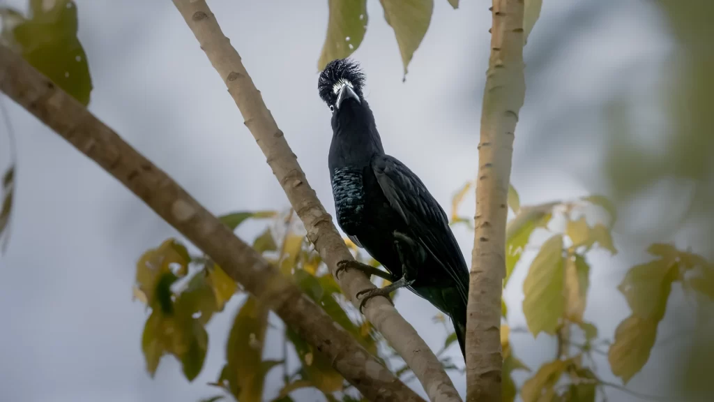 Long-wattled Umbrellabird / Cephalopterus penduliger