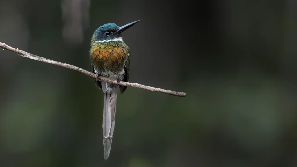 Bronzy Jacamar / Galbula leucogastra