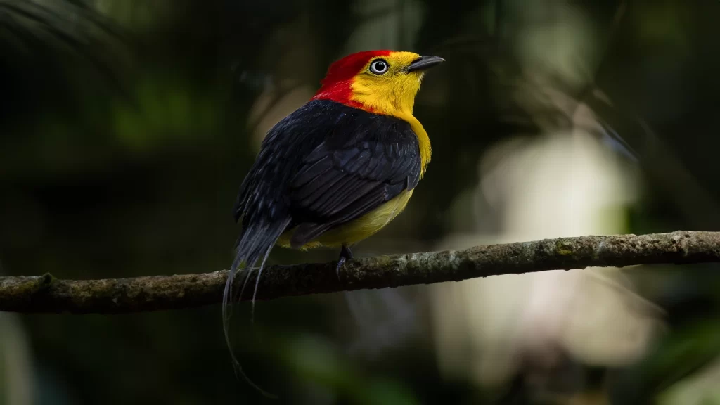 Wire-tailed Manakin - Pipra filicauda