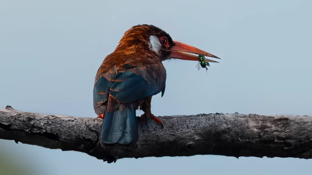White-eared Jacamar / Galalcyrhynchus leucotis