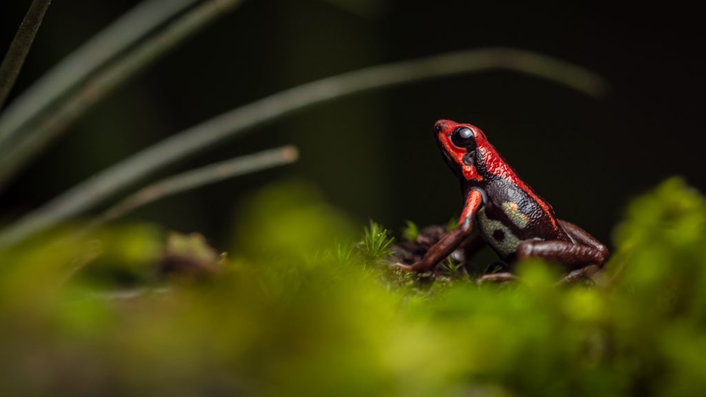 Cauca Poison Frog - Andinobates bombetes