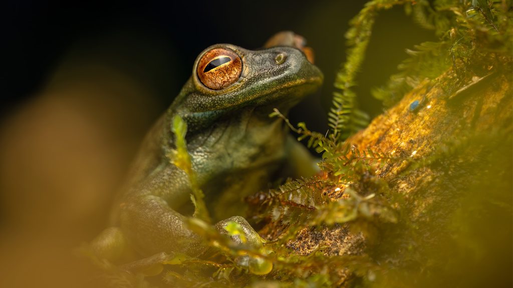 Palmer's Treefrog - Hyloscirtus palmeri