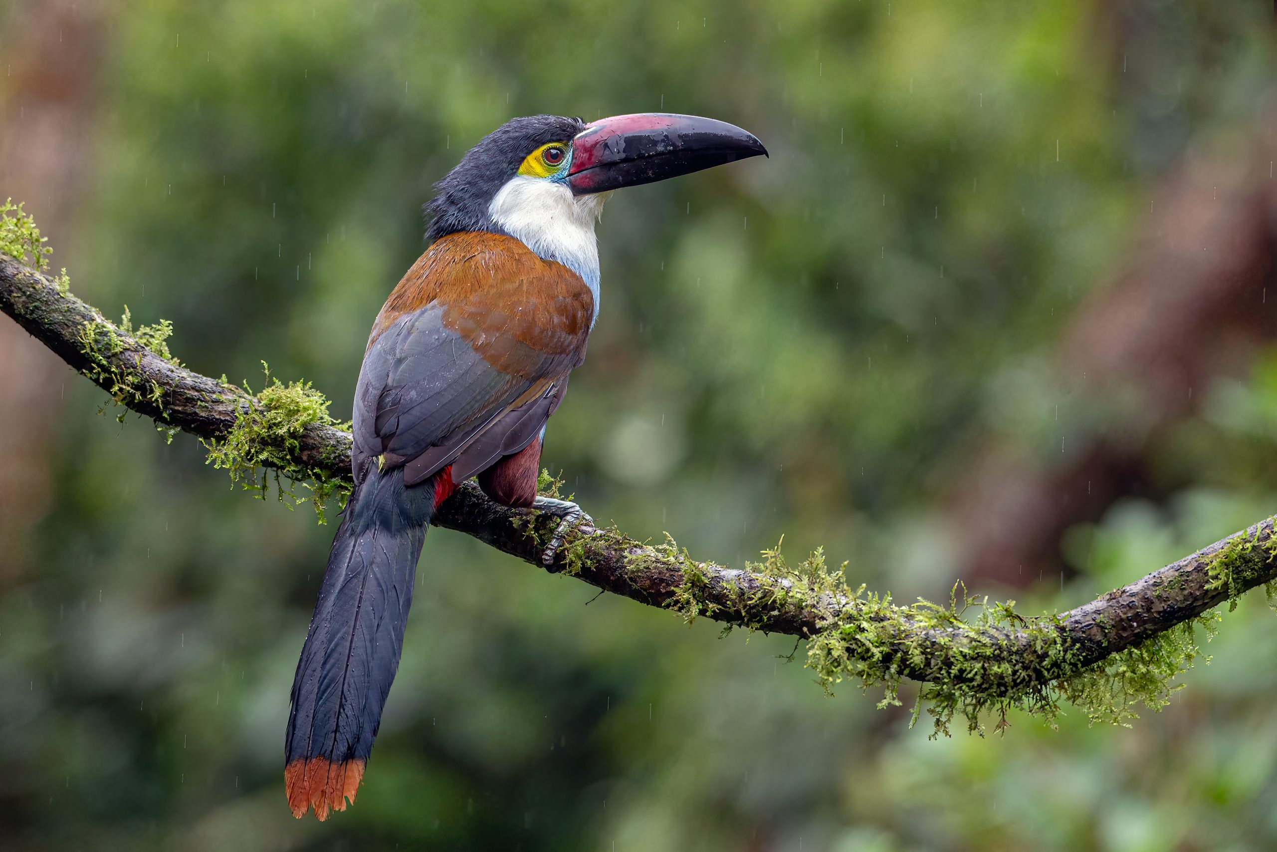 Bird Photography Tour in the Colombian Andes