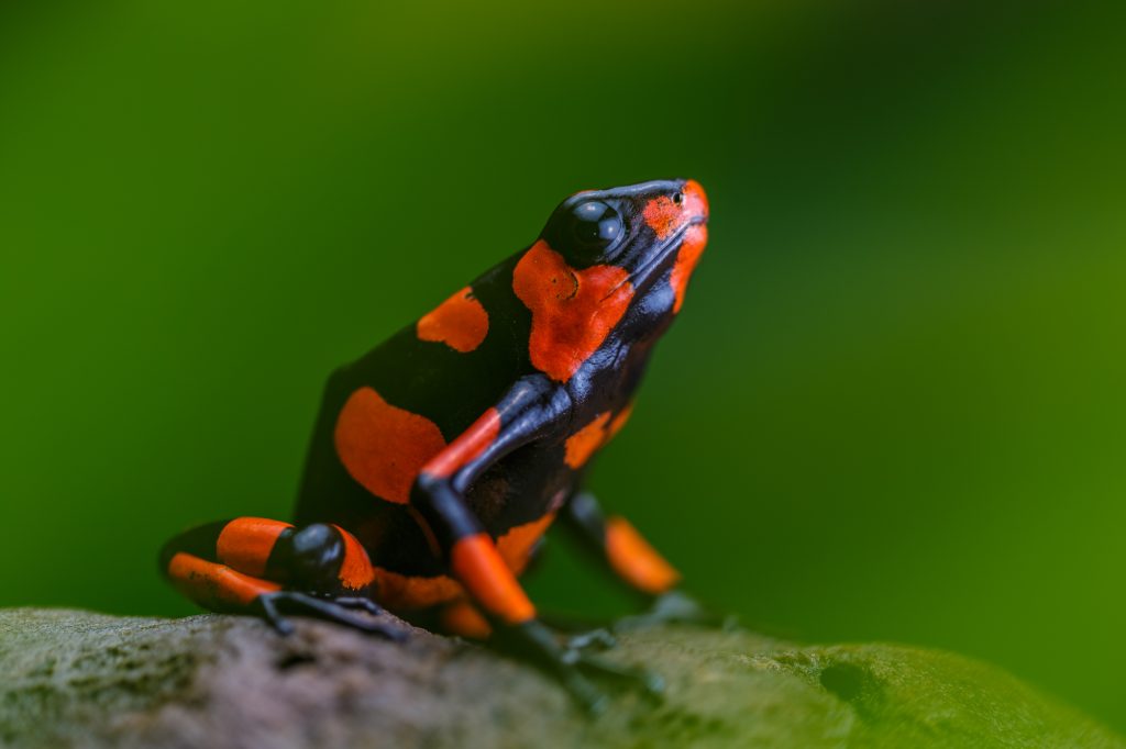 Koe-Koe - Oophaga solanensis