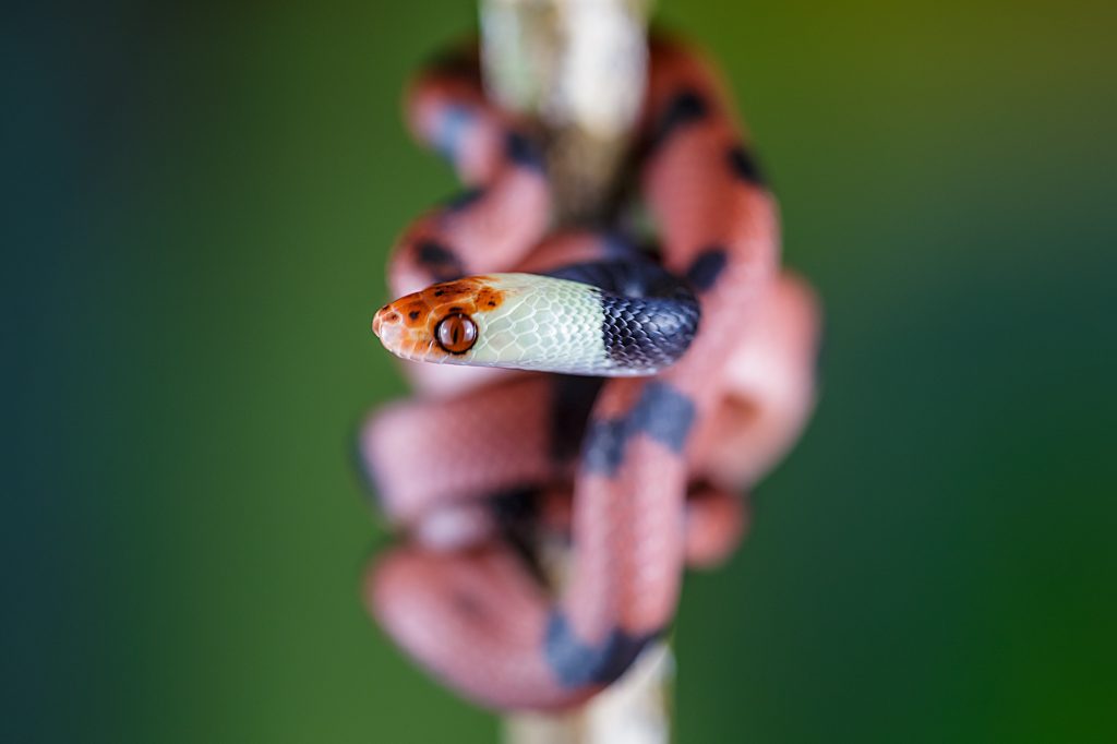 Tropical Flat Snake - Siphlophis compressus