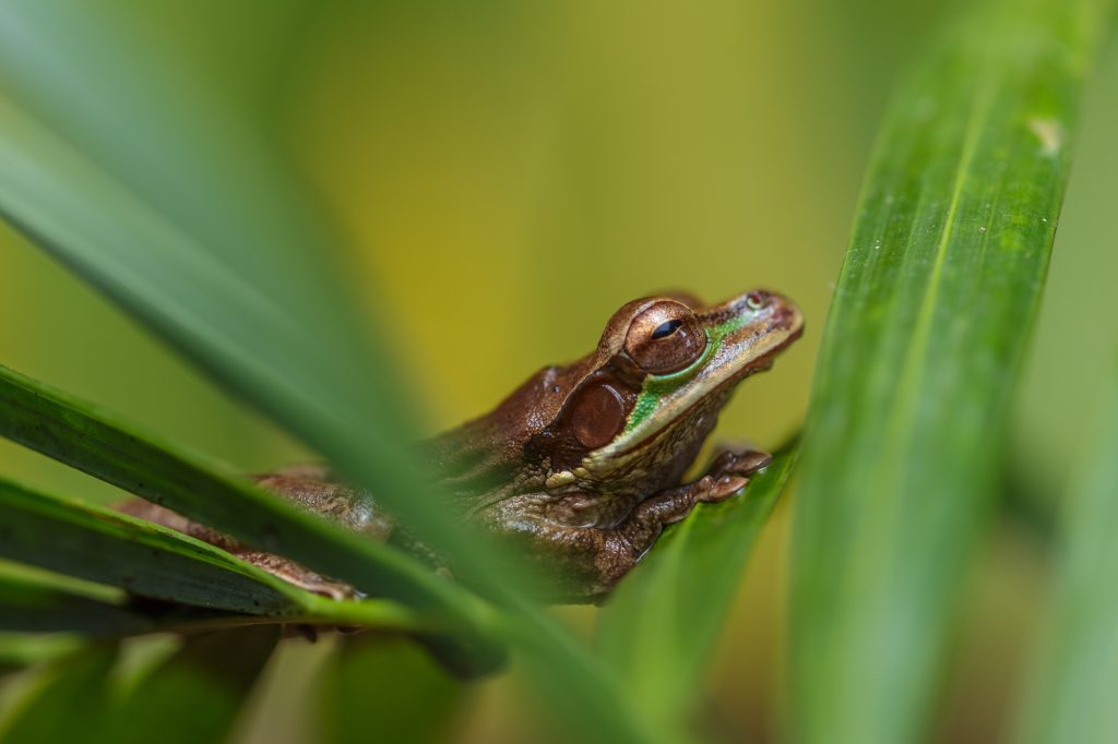 New Granada Cross-banded Treefrog - Smilisca phaeota