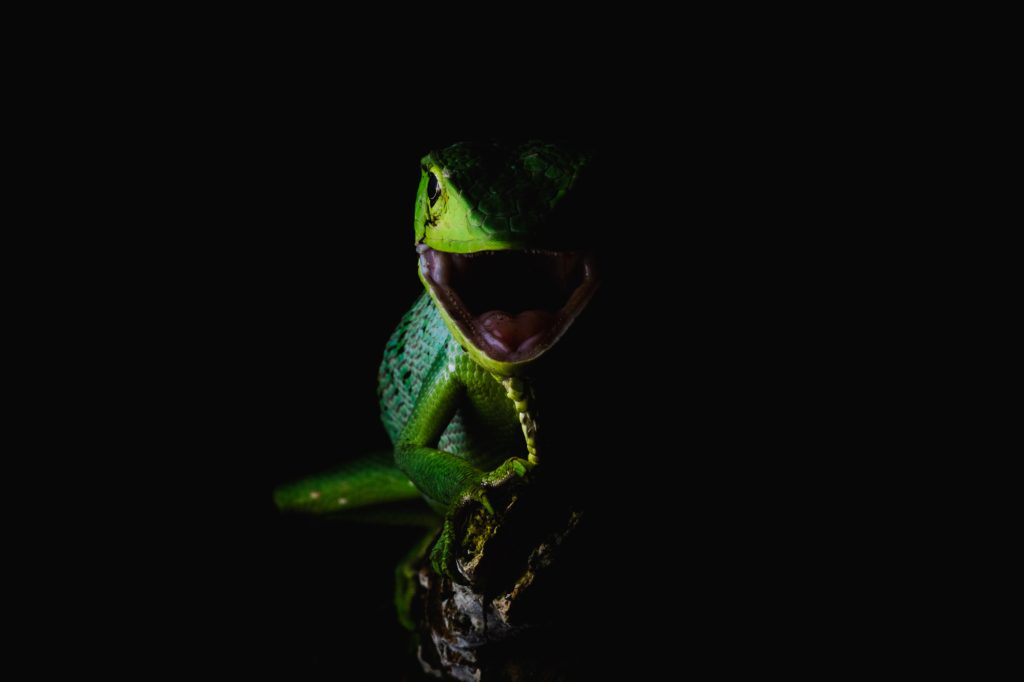 Berthold's Bush Anole - Polychrus gutturosus