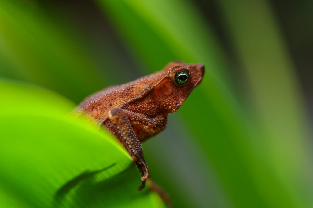 Winged Toad - Rhinella alata